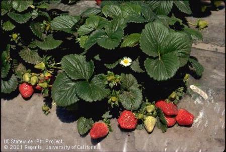 Strawberry plant with flowers and fruit.